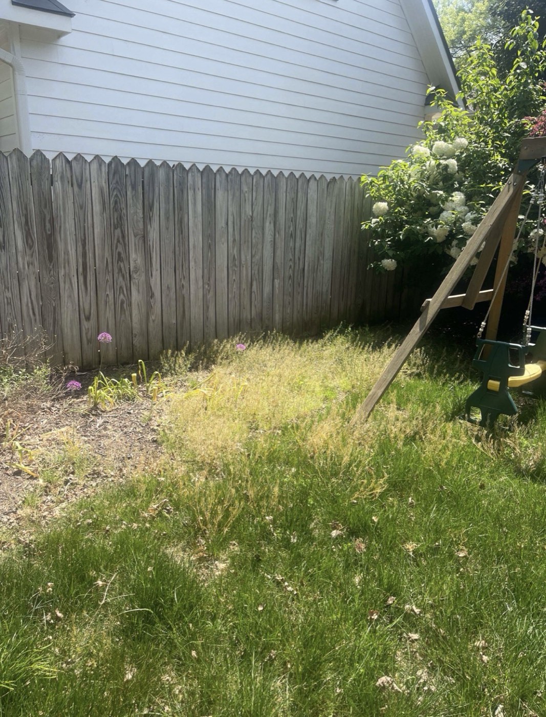 Overgrown side lawn before mowing