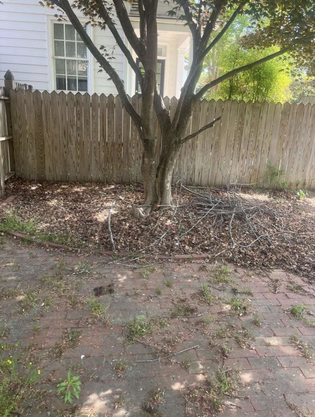 Brick patio with branches and debris under Japanese maple before cleanup